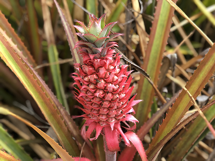 pineapples at Skybury