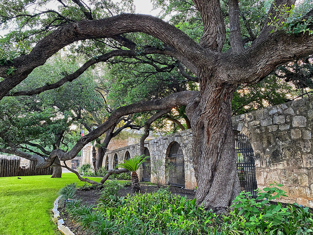 The Alamo San Antonio old oak 